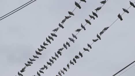 slow motion footage of a group of pigeons sitting on a bunch of telephone wires