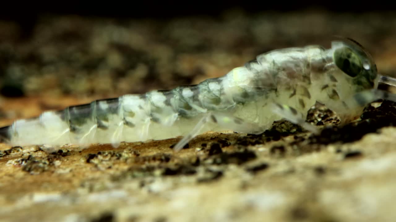 Mayfly nymph (Baetis sp.) clinging to a rock in a trout stream, underwater side-view slow pan along body, ultra macro close-up