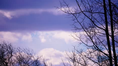 árboles desnudos negros nubes blancas esponjosas formando nubes oscuras en primer plano y el impresionante cielo azul claro en el fondo en una tarde ventosa de crepúsculo a medida que cambia el clima