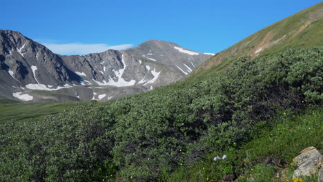 Cinematic-slow-motion-pan-to-the-left-Grays-and-Torreys-14er-Rocky-Mountains-peaks-Colorado-mid-day-sunny-summer-yellow-wildflowers-peaceful-stream-blue-sky-stunning-snow-at-top-beautiful-morning-zoom