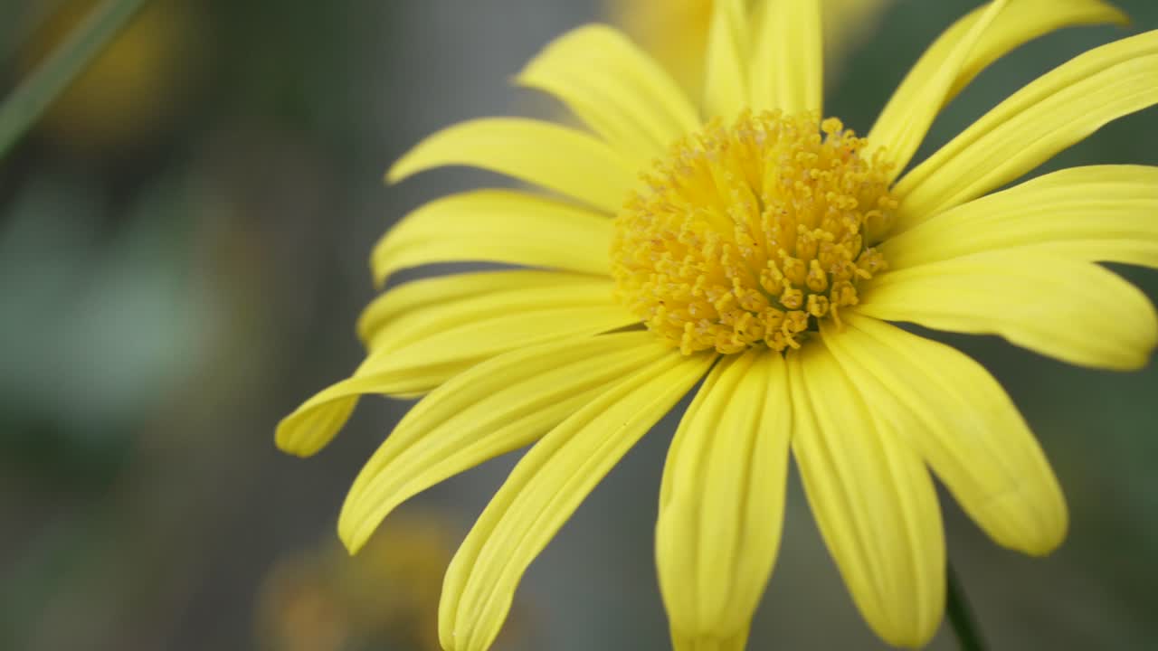 흐려진 배경 을 가진 작은 해바라기 의 클로즈업