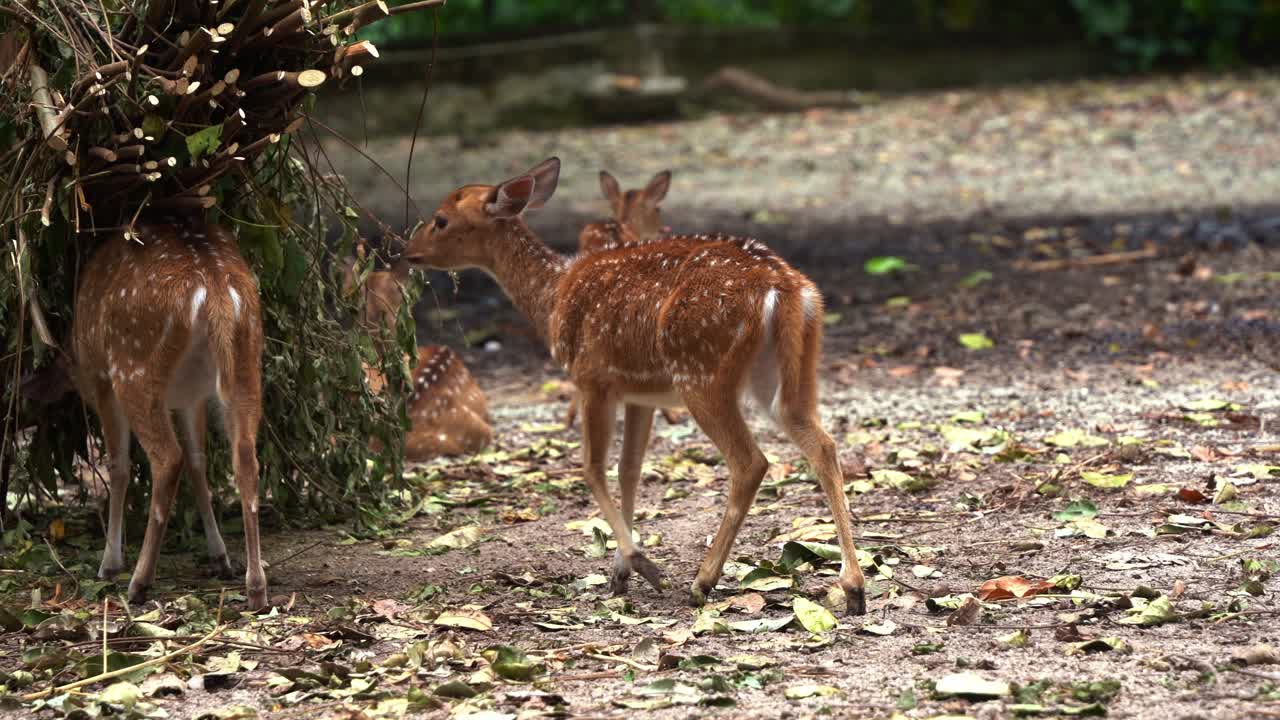 En ung aksishjortkalv går mot familien sin av aksishjorter (chital deer), med rødbrun pels markert med hvite flekker, som spiser treaktige vekster, et håndholdt nærbilde i bevegelse.