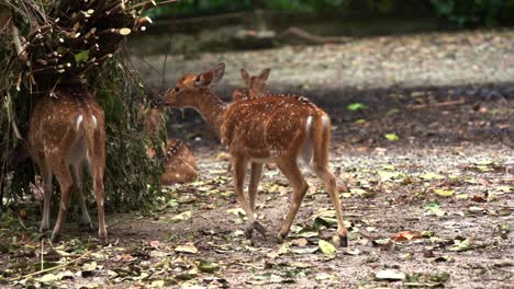 young fawn walking to its family of chital deer, axis axis with reddish-brown fur marked by white spots, feeding on a woody vegetations, handheld motion close up shot