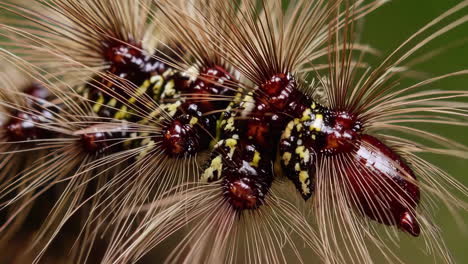 close-up of a fuzzy caterpillar