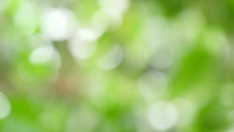 el bosque verde desenfocado deja el viento como fondo