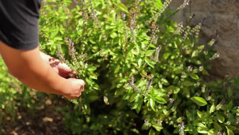 young man pruning thai basil plant in the herb garden on a hot day