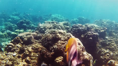 El-Pez-Mariposa-Sunburst-Mira-La-Cámara-Antes-De-Nadar-Mientras-Practica-Snorkel-En-Las-Aguas-Cristalinas-Del-Mar-De-La-Isla-De-Pulau-Menjangan,-Bali,-Indonesia