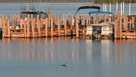 cormorant diving underwater near docks, michigan