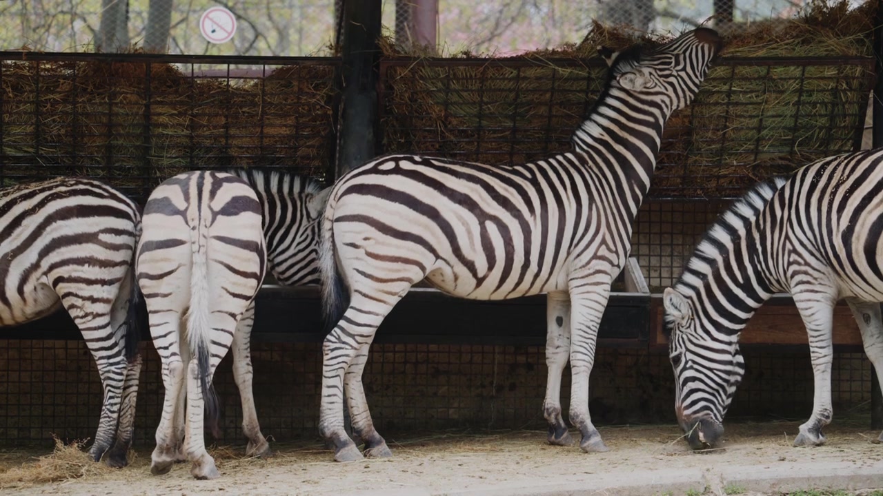Diverse zebre stanno insieme mentre si nutrono dalle rastrelliere di fieno.