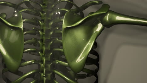 3d rendered medical animation of a human bones