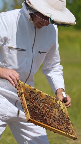 beekeeper in special uniform working with beehive. wooden summer wax frames nectar agricultural. vertical video