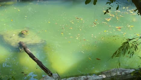 turtle moves through green pond water