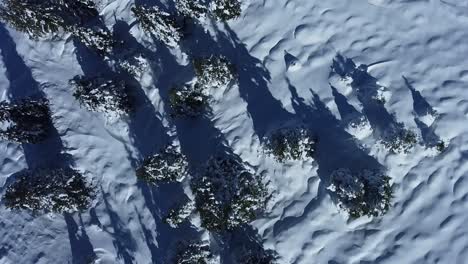 Pine-trees-covered-with-snow-seen-from-above