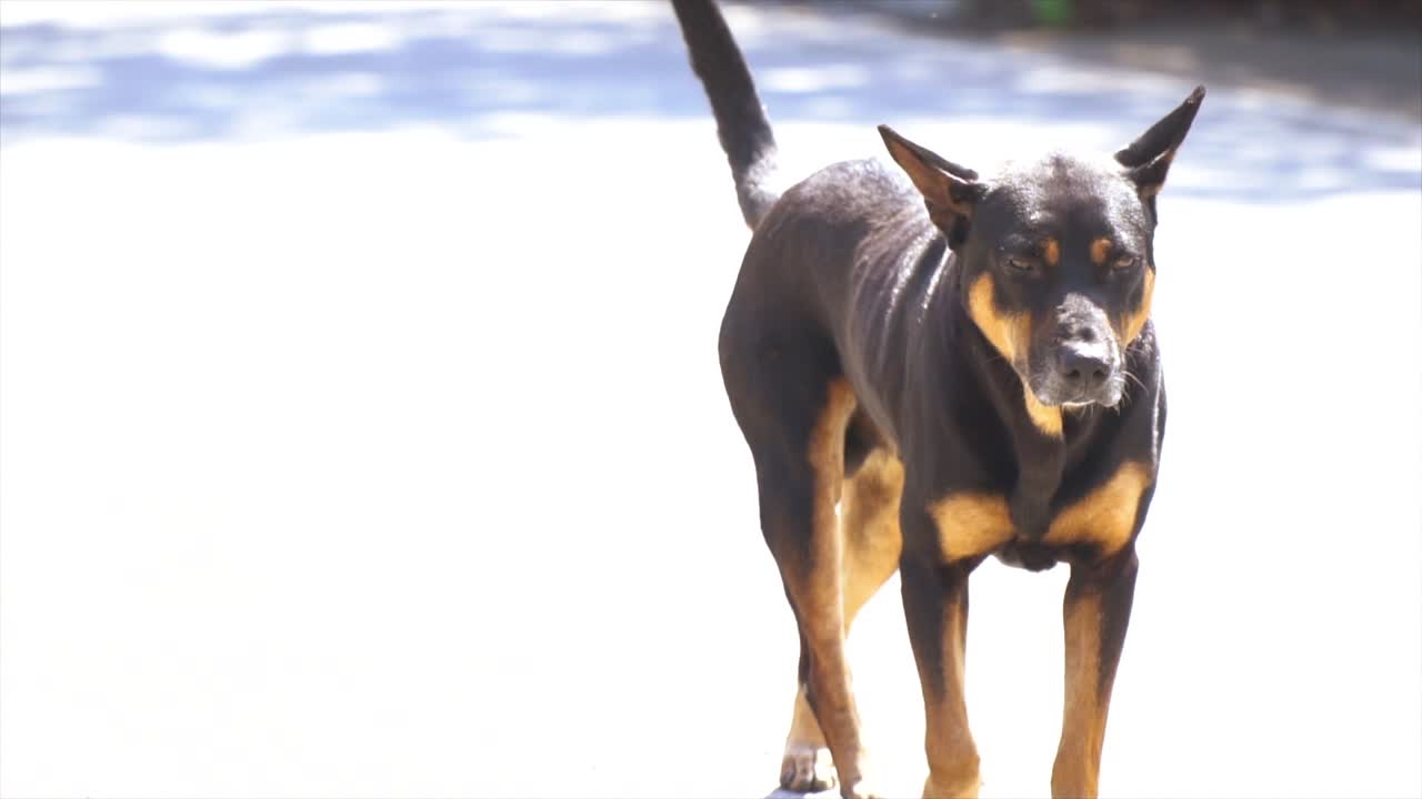 belleza de tailandia