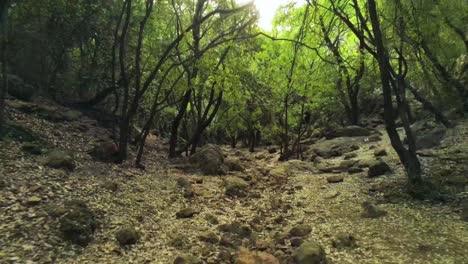 Drone-4k-Volando-Sobre-Un-Camino-De-Bosque-Natural-Mirando-Hacia-Adelante-Entre-árboles