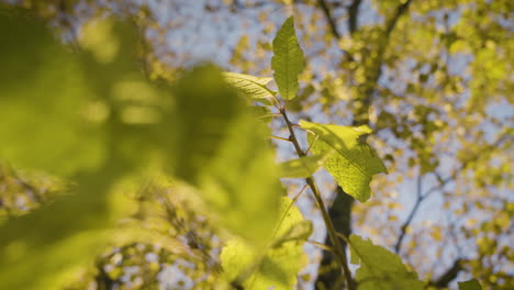 orbital movement around a leaf swaying in the wind