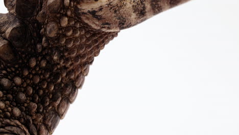 dwarf caiman claws close up - slowly tilting up to reveal teeth