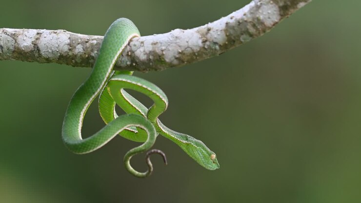Vogel-Grubenotter, Trimeresurus vogeli