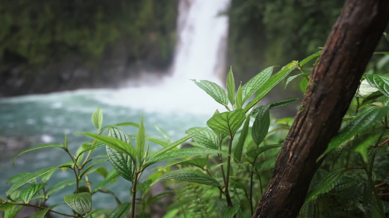 empujando el foco sobre el follaje verde con la cascada del río celeste en el fondo