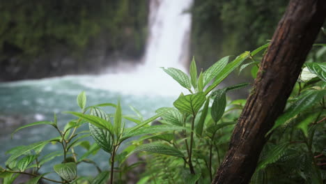 Drücken-Sie-Den-Fokus-Auf-Grünes-Laub-Mit-Rio-Celeste-Wasserfall-Im-Hintergrund