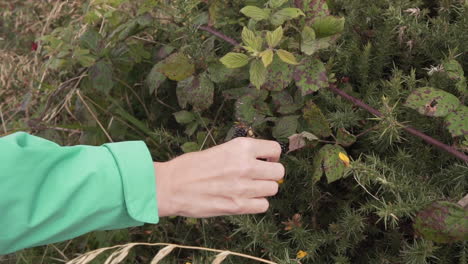 Nahaufnahme-Einer-Zeitlupe-Eines-Schönen-Mädchens,-Einer-Frau,-Die-Eine-Brombeere-In-Freier-Wildbahn-Aus-Dem-Busch-Pflückt