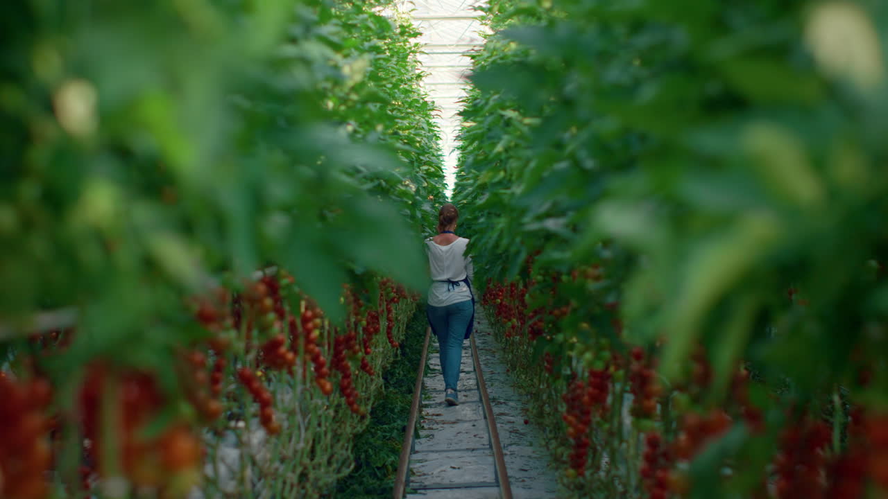 농부 농학자는 온실에서 토마토 재배, 생태 식품 수확을 점검합니다.