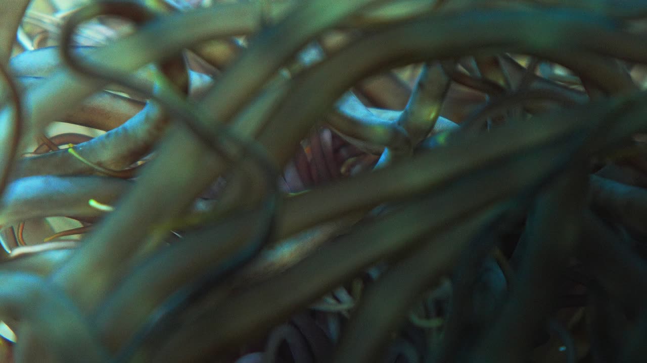 Super macro shot of a fluorescent anemone underwater. Tentacles moving in the current