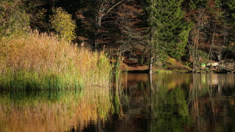 Details-Des-Sees-In-Der-Herbstsaison,-Herbstfarben-Spiegeln-Sich-Auf-Der-Wasseroberfläche