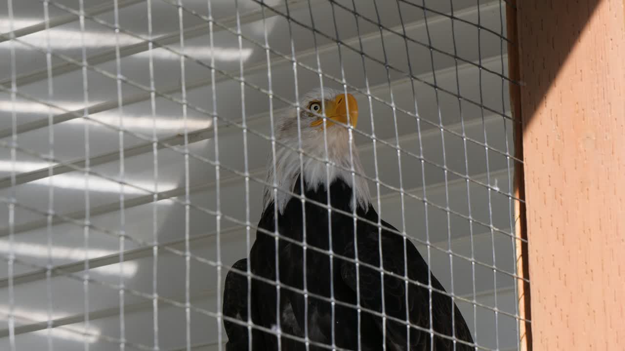 Nahaufnahme eines erwachsenen Weißkopfseeadlers im Sitka Alaska Raptor Center