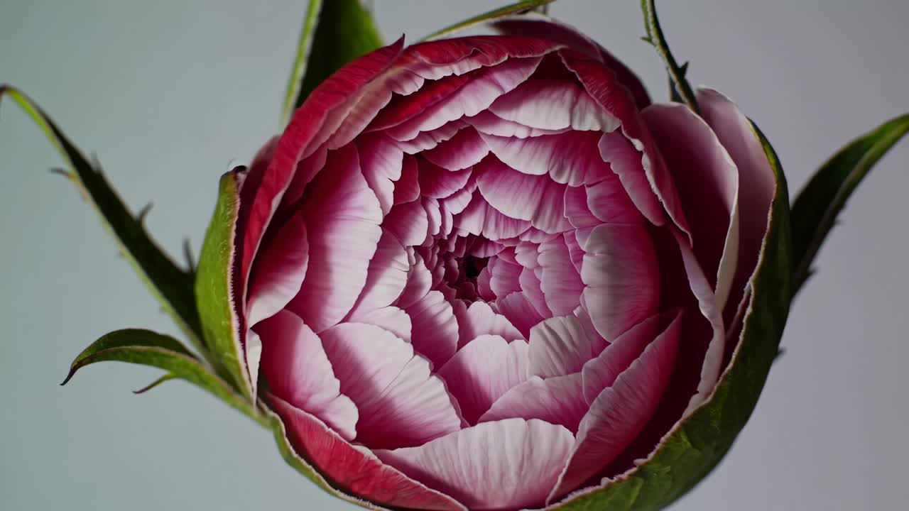 Close-up video of a peony bud slowly blooming, captured from a side angle, showcasing nature's