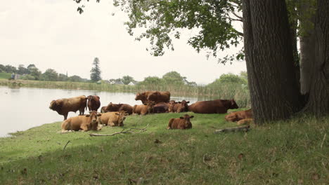 A-boutique-sustainable-cattle-farm