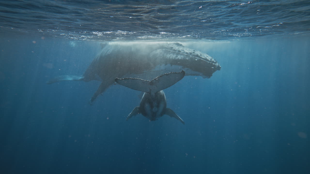 Humpback Whales Resting In The Safe Nursing Grounds Of Vava'u Tonga