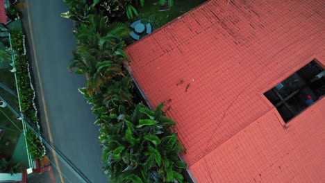 Drone-video-of-a-group-of-monkeys,-running-throught-the-roofs-of-the-houses-in-Manuel-Antonio,-Costa-Rica