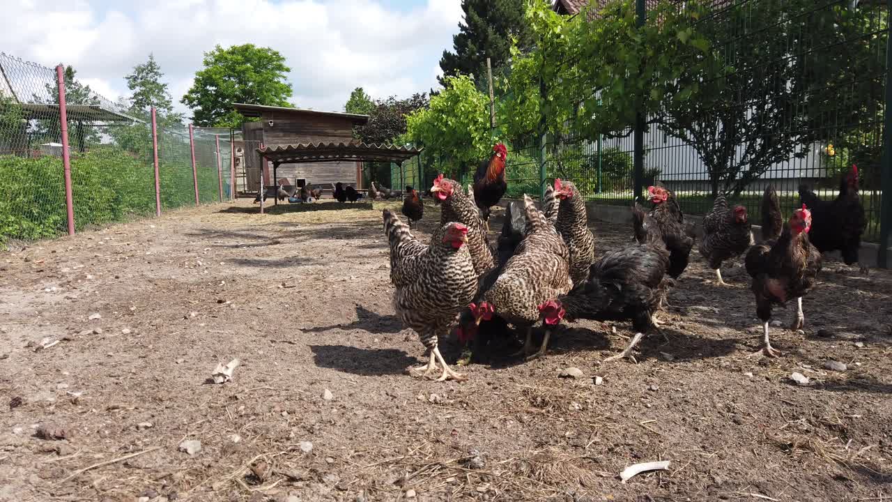 algunos pollos en una granja de pollos en cámara lenta