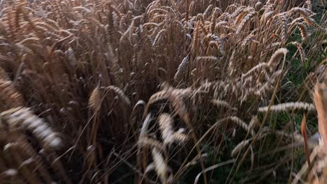 golden wheat swaying gently in the breeze