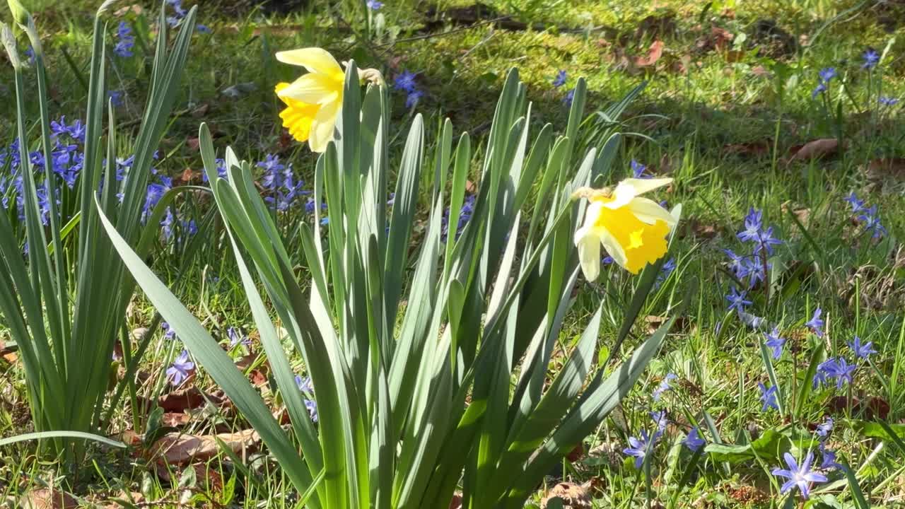 Narcisi gialli e fiori di scilla blu che crescono in un giardino primaverile soleggiato.