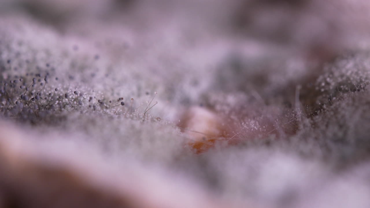 Close-up macro shot of mold spores and fungal growth on surface, detailed texture with soft focus, microbiology and decay concep