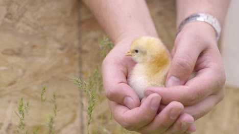 close up of farmer holding chick in hands