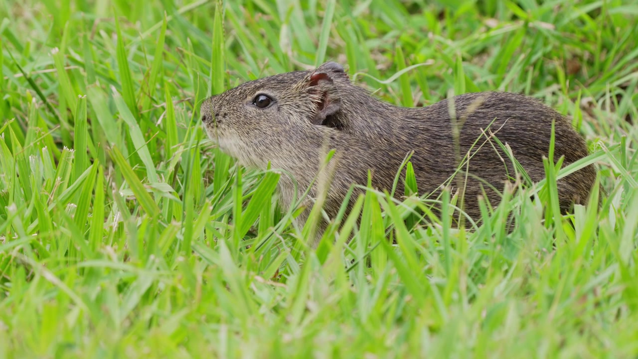 A wild guinea pig forages in a grassy field, displaying natural behavior. Ideal for wildlife documentaries or educational content.