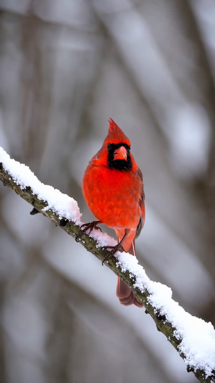 Red Cardinal in Winter Snow