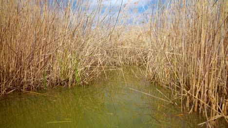 Reeds-Growing-On-Lake-Shore---Drone-Close-Up