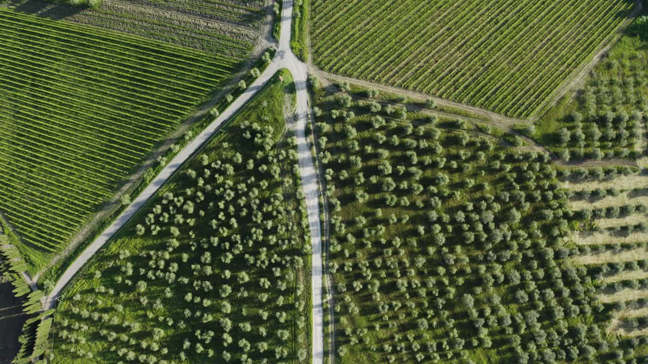 Aerial Top View Of Vineyard And Olive Trees In Tuscany, Italy