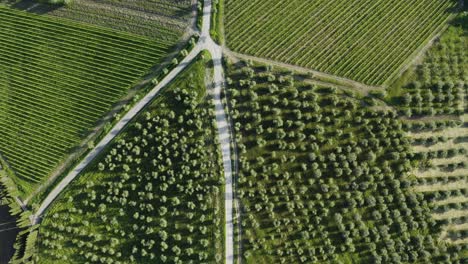 Vista-Superior-Aérea-De-Viñedos-Y-Olivos-En-Toscana,-Italia