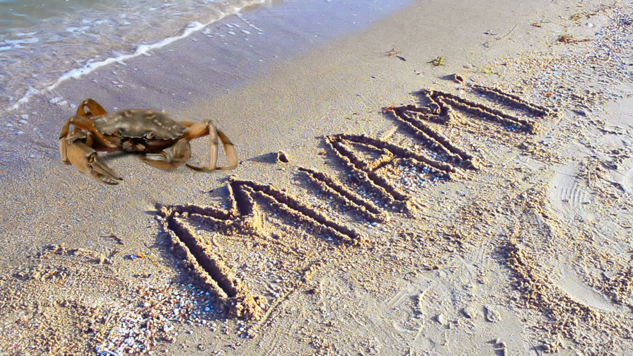 ปูและข้อความบนผืนทราย ชายหาด ข้อความ 'Miami' บนผืนทราย ฟลอริดา สหรัฐอเมริกา