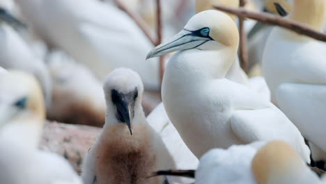 Nahaufnahme-Des-Gesichts-Eines-Basstölpelbabys-In-4K-Zeitlupe-Mit-60-Bildern-Pro-Sekunde,-Aufgenommen-Auf-Der-Ile-Bonaventure-In-Percé,-Québec,-Gaspésie,-Kanada