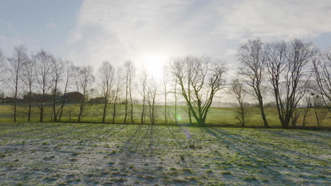 silhouetted trees with bare branches in green fields backlit sunlight