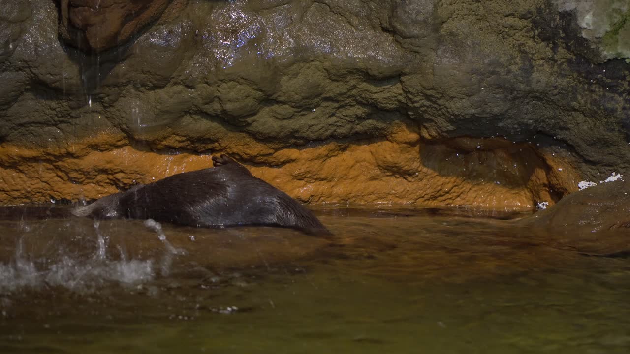 Close-up of a lovely otter playing by lying on its back under a waterfall