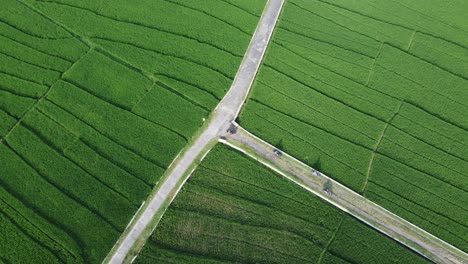 Aerial-view-of-rice-terraces