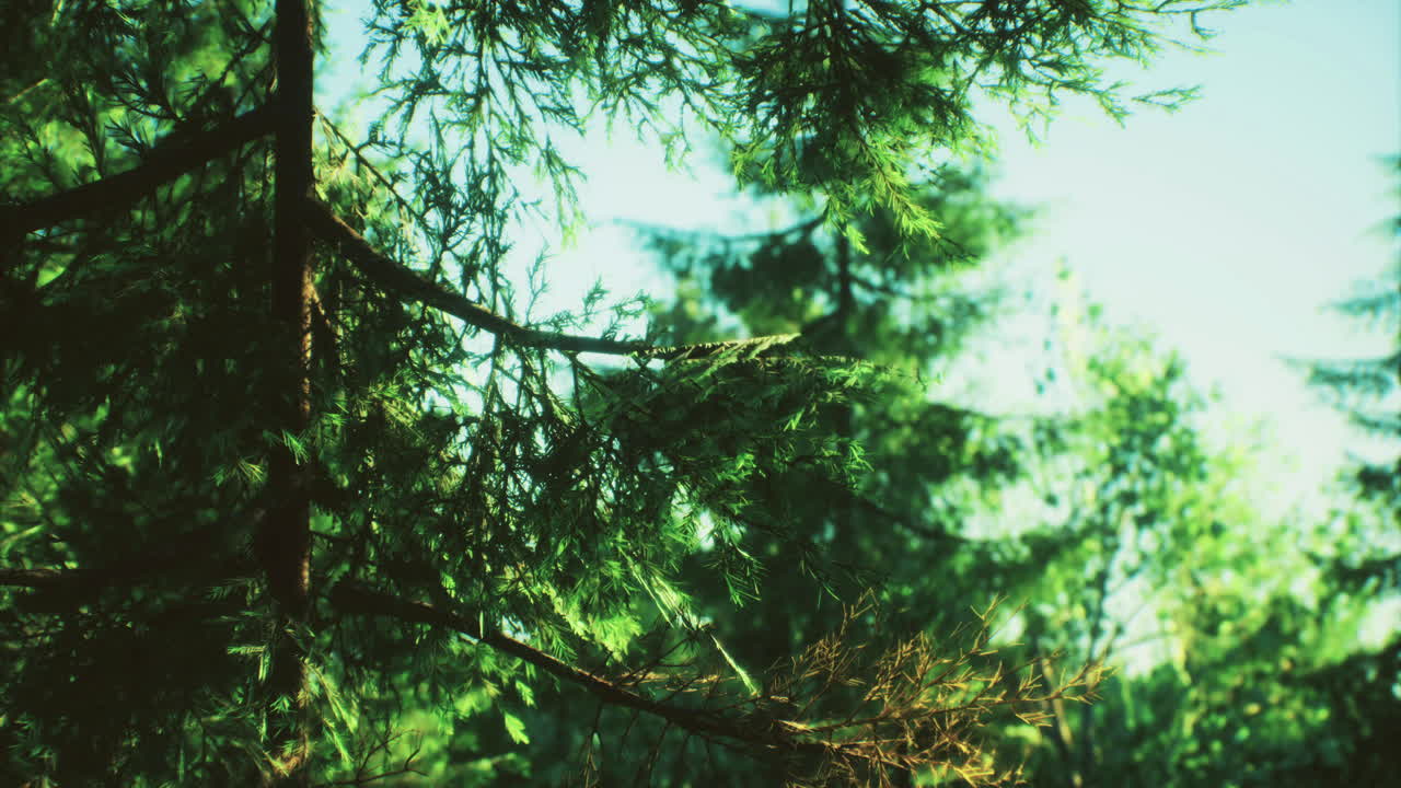 Lush green forest with sunlight filtering through the tree branches in daytime