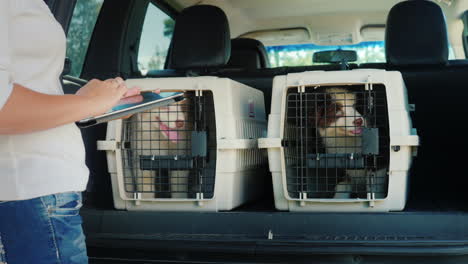 a woman uses a tablet stands at the trunk of a car where there are cells with puppies sale and deliv